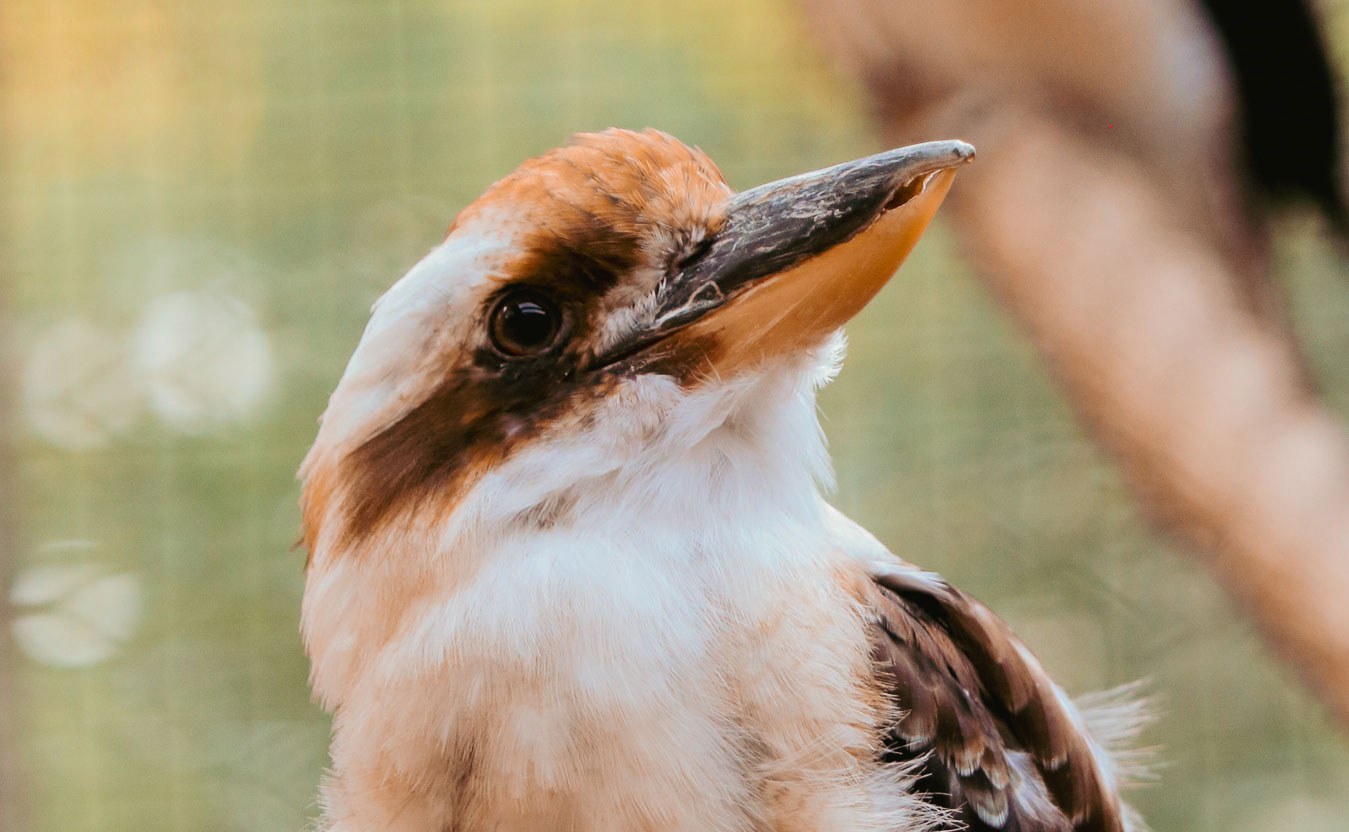Kookaburra